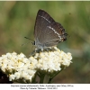 satyrium acaciae abdominalis gilazi male a